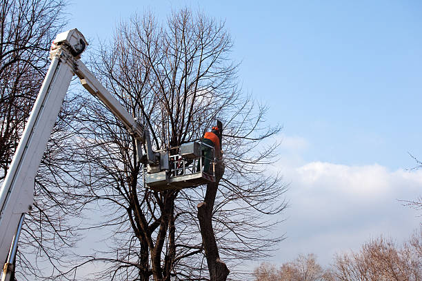 How Our Tree Care Process Works  in  Fairview, TN